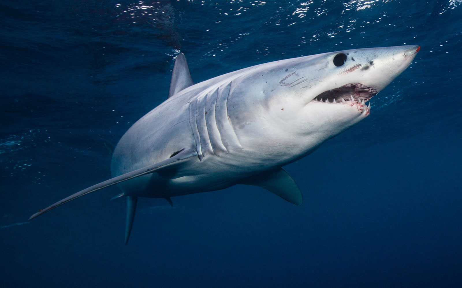 shark